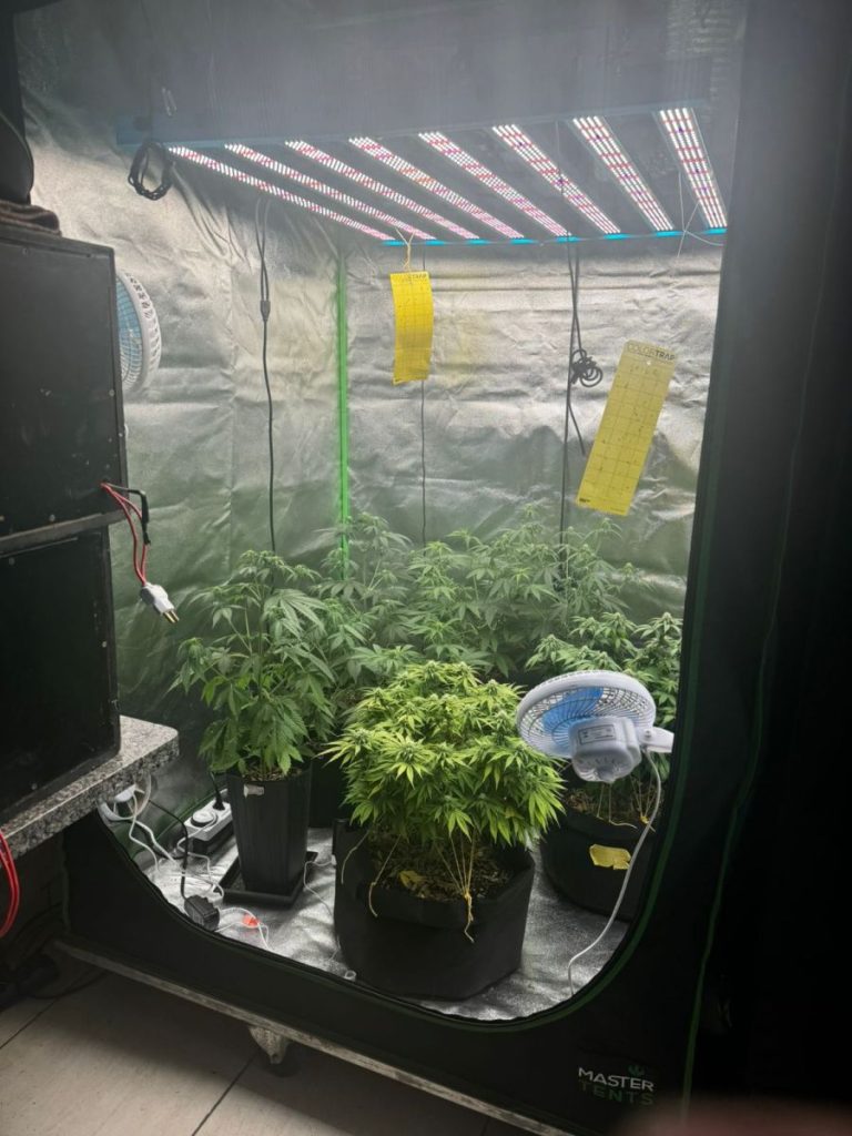 Cotia: Polícia Civil flagra duas estufas usadas para plantio de maconha