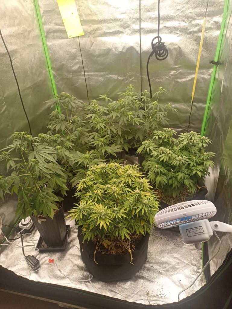 Cotia: Polícia Civil flagra duas estufas usadas para plantio de maconha