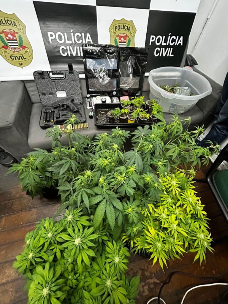 Cotia: Polícia Civil flagra duas estufas usadas para plantio de maconha
