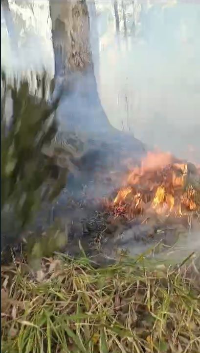 Alphaville e Tamboré registram incêndios em área de mata