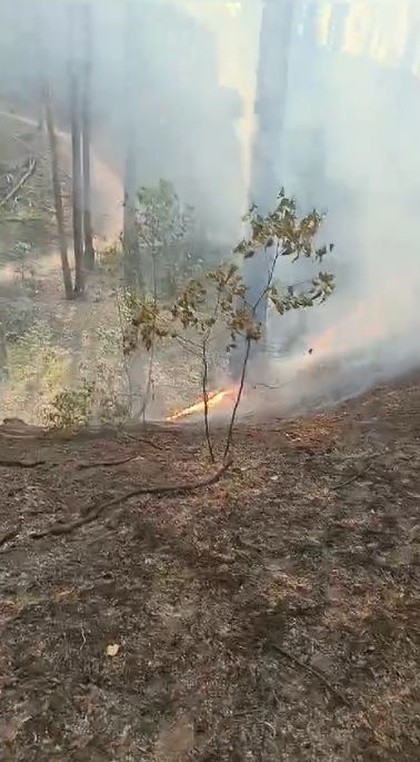 Alphaville e Tamboré registram incêndios em área de mata