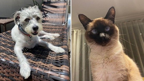 Animais domésticos terão direito a RG com Cadastro Nacional