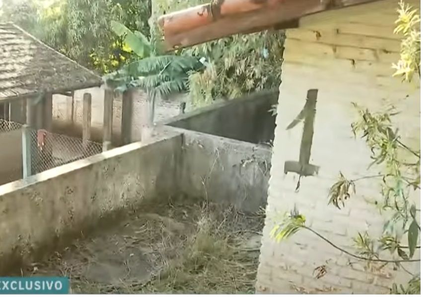 Polícia desmantela canil clandestino em Carapicuíba e resgata 58 cães 