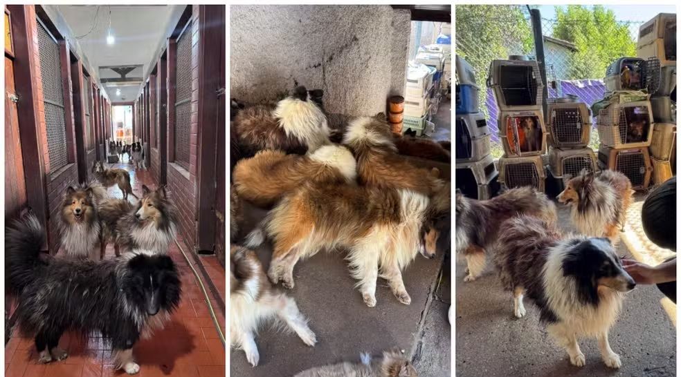 Polícia desmantela canil clandestino em Carapicuíba e resgata 58 cães 