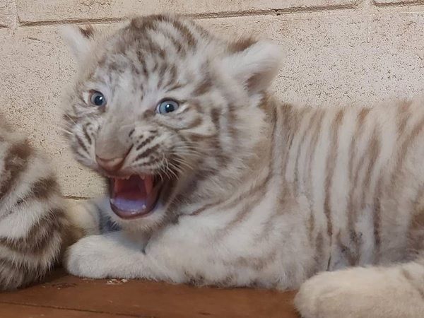 Tigres brancos: conheça Ravi, Aruna e Asha, novos moradores de Cotia