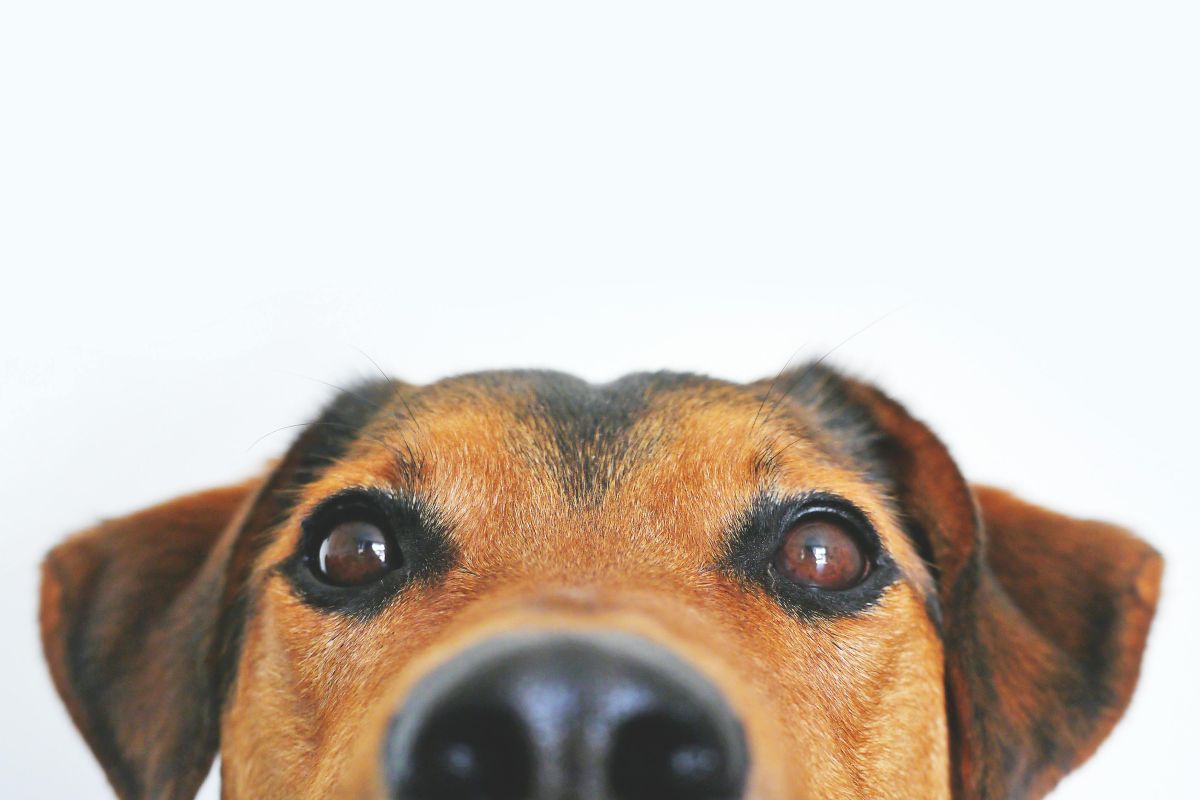 Adoção de pets: Parque Shopping Barueri realiza feiras nos dias 13 e 27/9