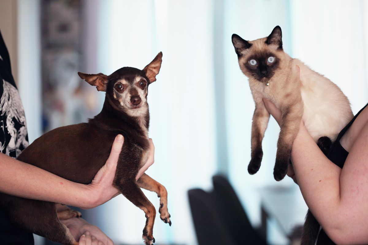 Adoção de pets: Parque Shopping Barueri realiza feiras nos dias 13 e 27/9
