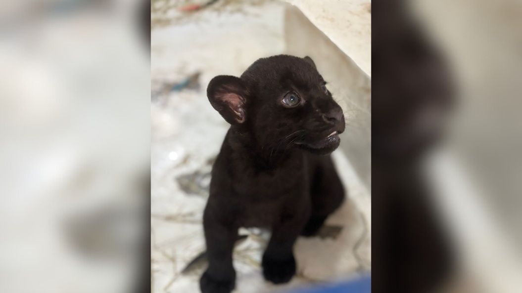 Filhotes raros de onça-pintada nascem em parque de Cotia
