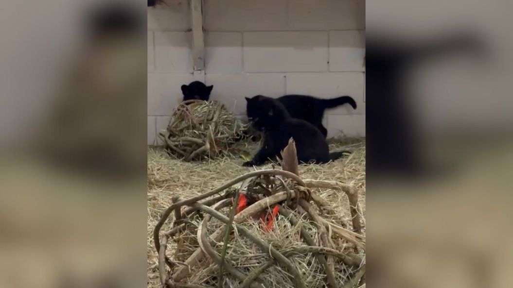 Filhotes raros de onça-pintada nascem em parque de Cotia