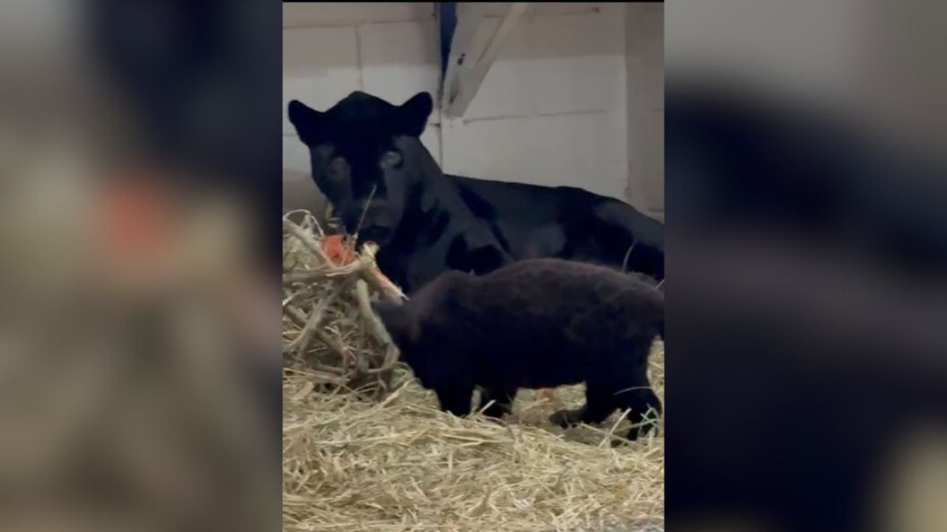 Filhotes raros de onça-pintada nascem em parque de Cotia