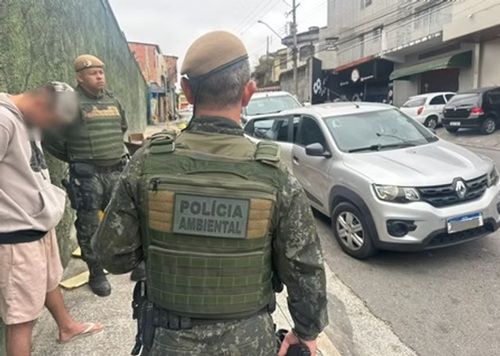 Taboão da Serra: Polícia Ambiental prende homem por tráfico de papagaios