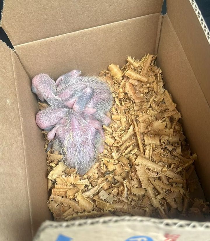 Taboão da Serra: Polícia Ambiental prende homem por tráfico de papagaios