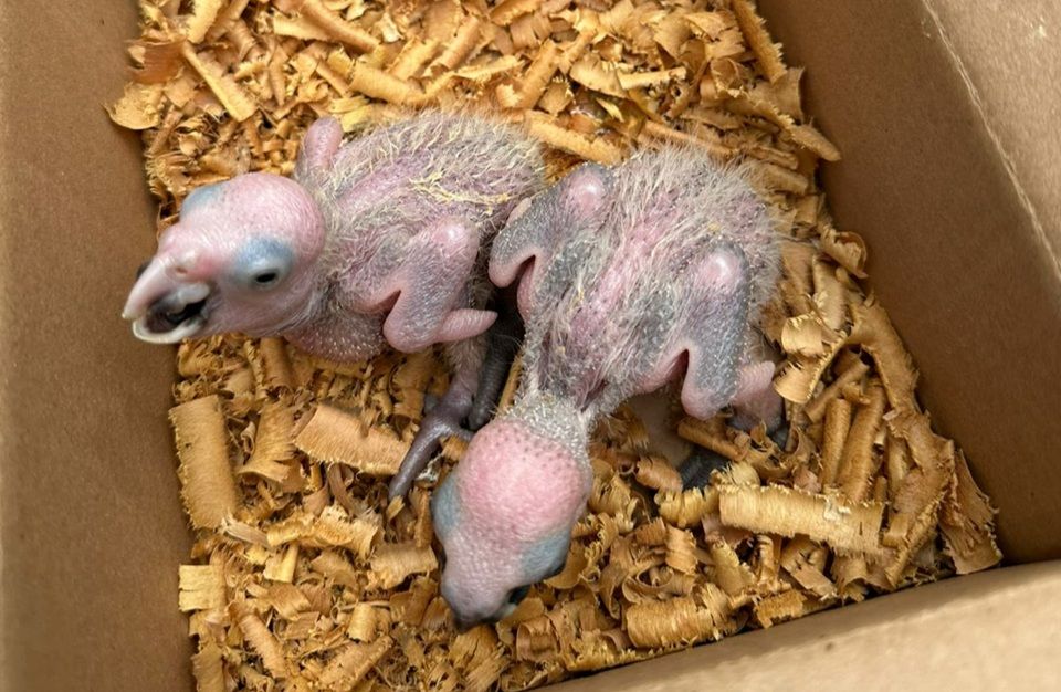 Taboão da Serra: Polícia Ambiental prende homem por tráfico de papagaios