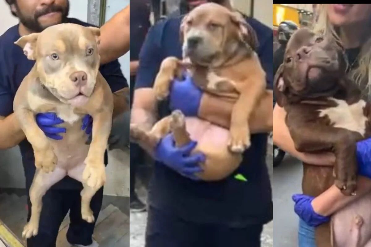 SP: Chinês é condenado por maus-tratos contra 26 cães