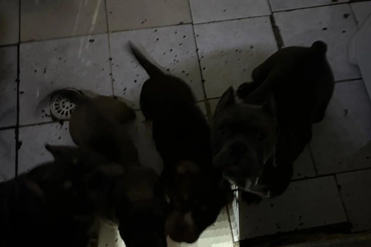 SP: Chinês é condenado por maus-tratos contra 26 cães