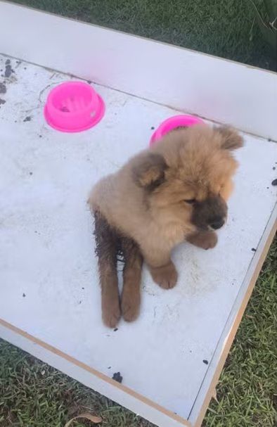 São Roque: homem é indiciado por abandonar filhote de chow-chow com paralisia