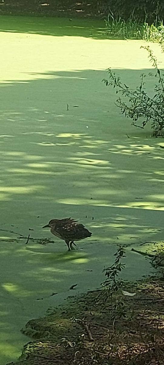 Osasco: vídeo mostra condições do lago em parque e moradores cobram manutenção