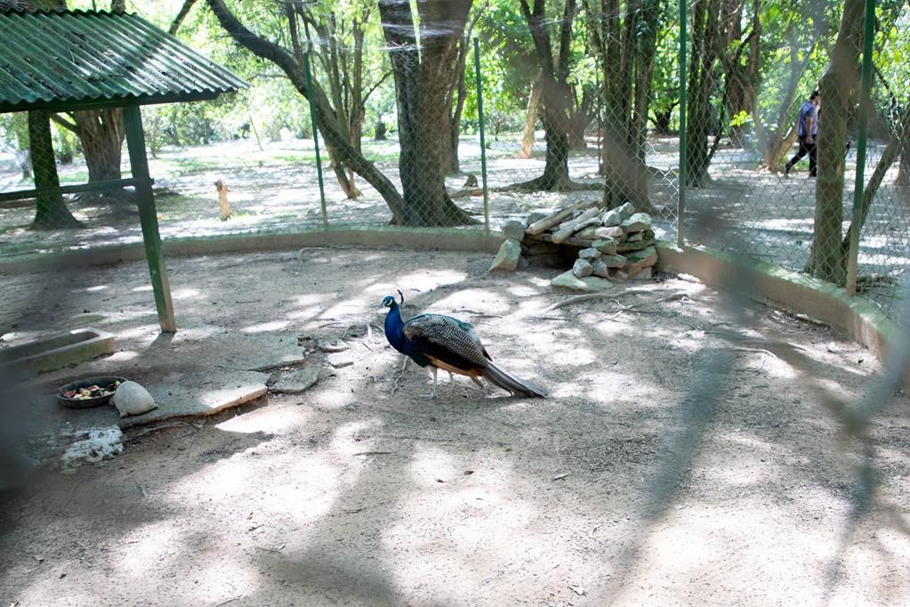 Barueri: Pavão do Parque Dom José ganha novo lar em Alphaville