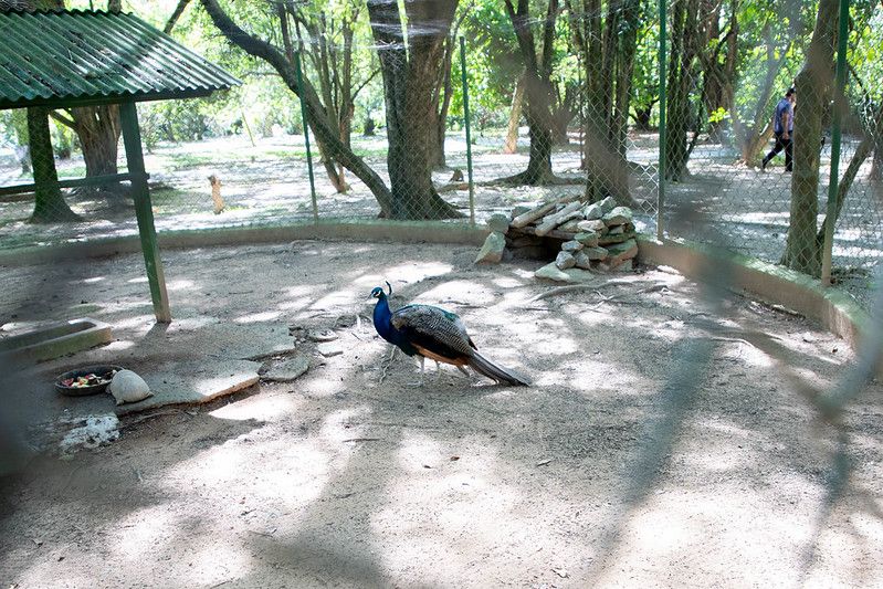 Barueri: Pavão do Parque Dom José ganha novo lar em Alphaville
