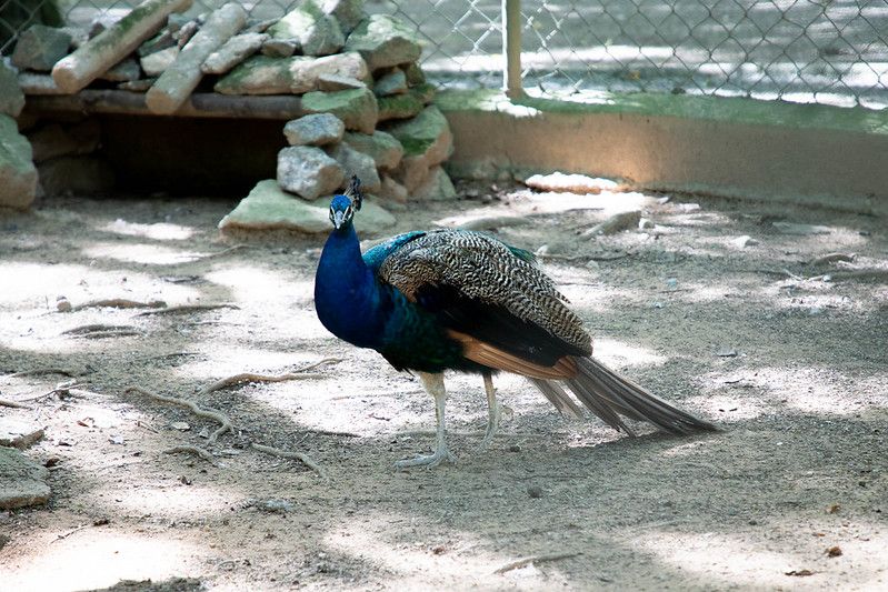 Barueri: Pavão do Parque Dom José ganha novo lar em Alphaville