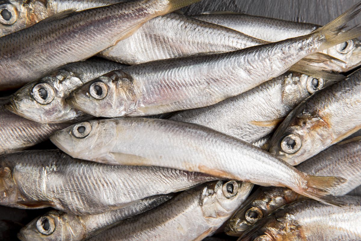 sardinha
