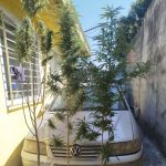pm cotia maconha