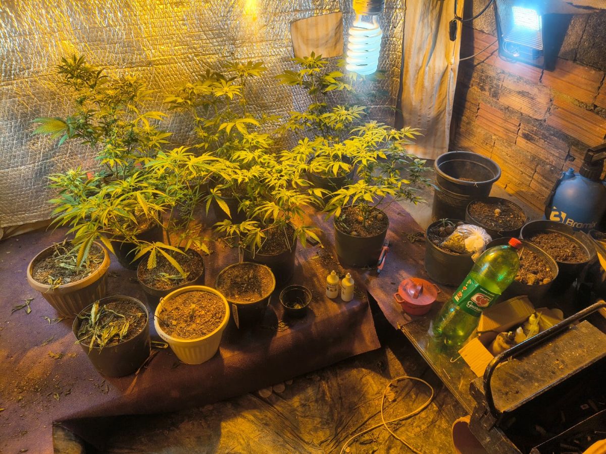 Polícia encontra estufa de maconha em casa de Santana de Parnaíba após denúncia
