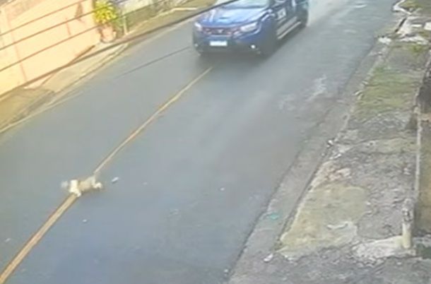 Carapicuíba: cão morre após ser atingido por carro da GCM