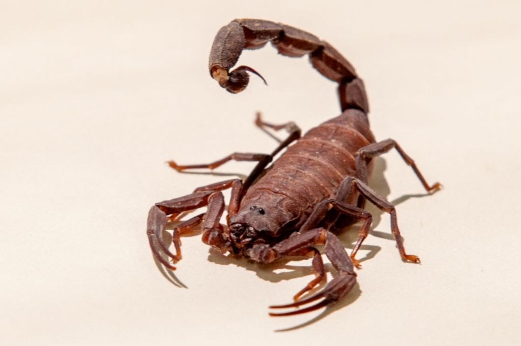 escorpião
