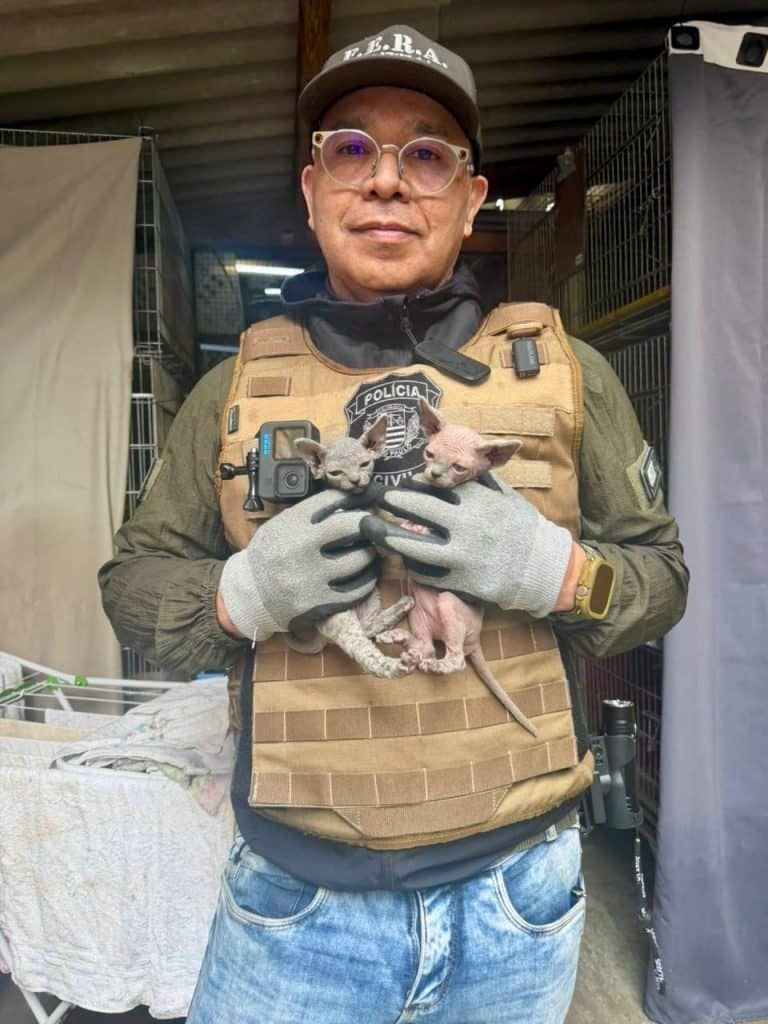 Maus-tratos: mais de 140 animais são resgatados na zona leste da capital