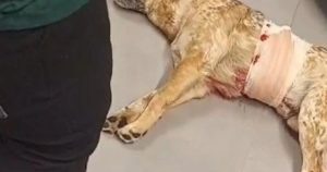 cão foi baleado em frente ao mercado são roque