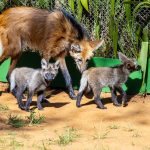 Zoo de São Paulo apresenta 3 filhotes de lobo-guará; veja as fotos