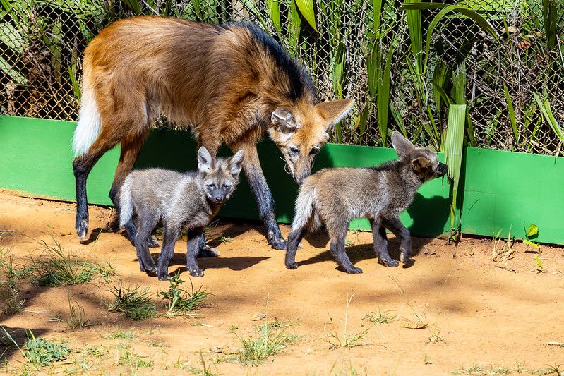 Filhotes de lobo-guará já podem ser visitados no Zoo de SP