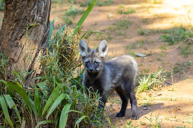 Filhotes de lobo-guará já podem ser visitados no Zoo de SP