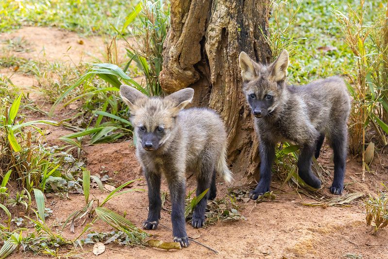 Filhotes de lobo-guará já podem ser visitados no Zoo de SP