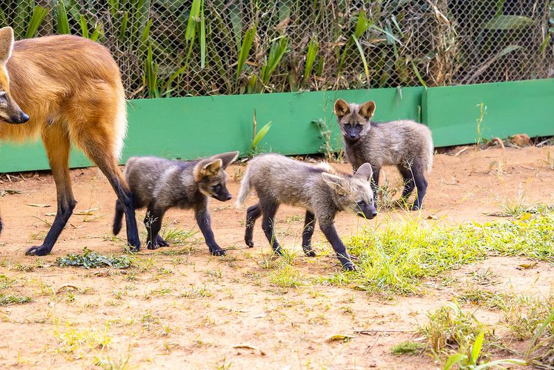 Filhotes de lobo-guará já podem ser visitados no Zoo de SP