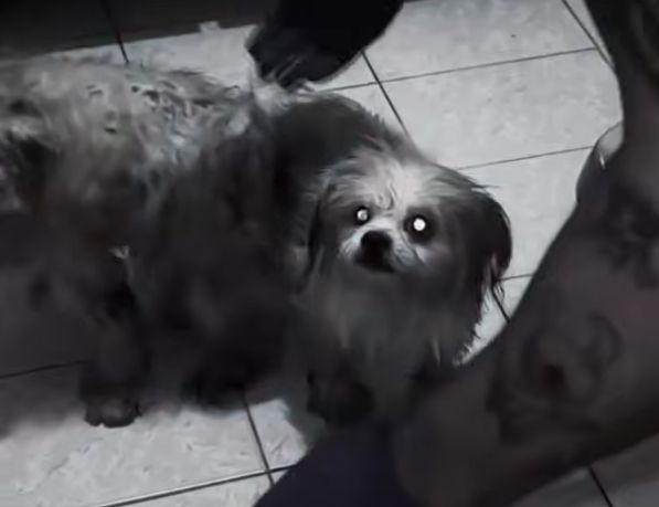 Canil clandestino é fechado e 26 cães são resgatados em Osasco