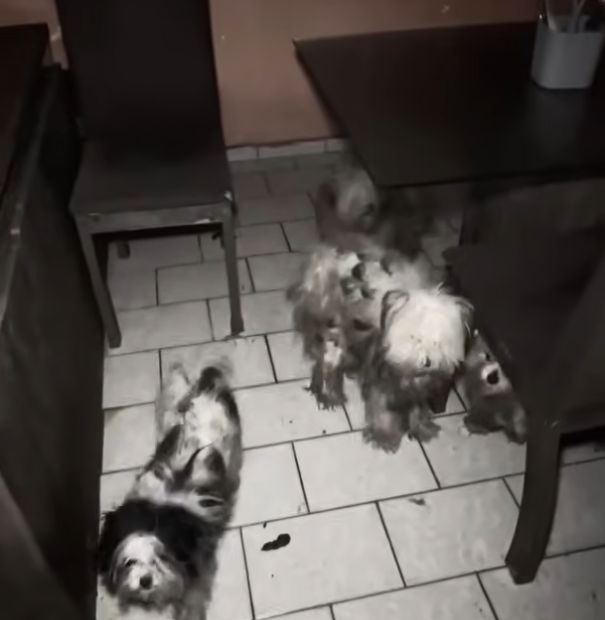 Canil clandestino é fechado e 26 cães são resgatados em Osasco