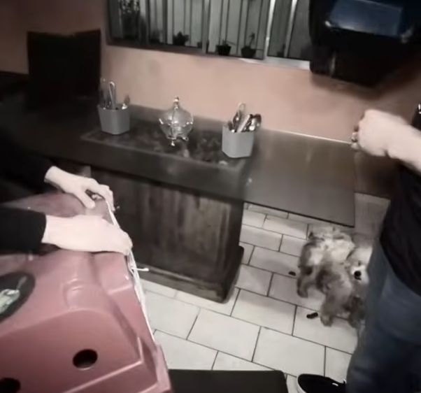 canil clandestino osasco