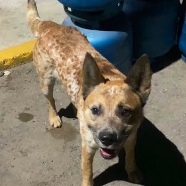 o animal, morto em São Roque, da raça Red Heeler,