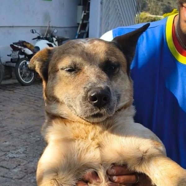 Thor era um cão amigo de todos morreu em São Roque