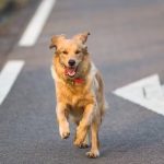 2ª Cãorrida do Shopping União agita Osasco com atrações para pets