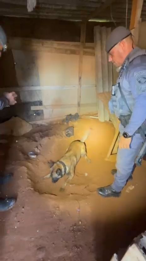 cão da PM

