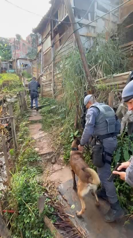 cão da PM


