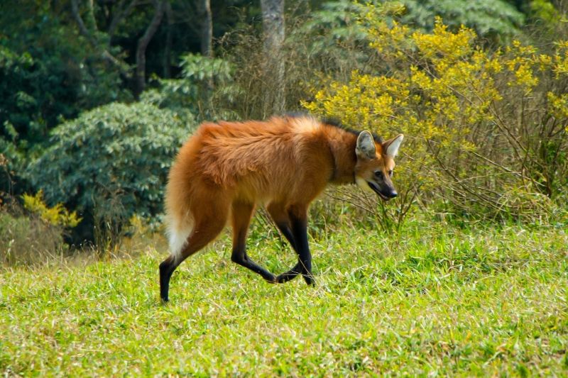 São Roque: lobo-guará de 8 anos é resgatado e volta à natureza