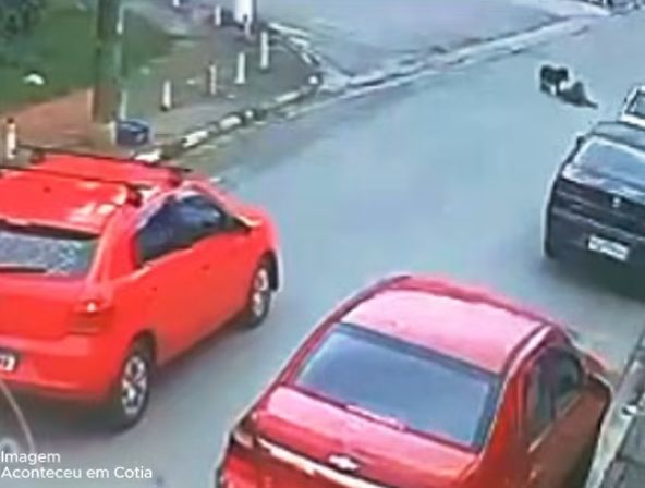 Cotia: motorista atropela cão e foge sem prestar socorro