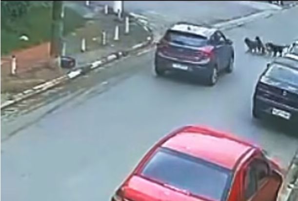 Cotia: motorista atropela cão e foge sem prestar socorro