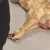 cão foi baleado em frente ao mercado são roque